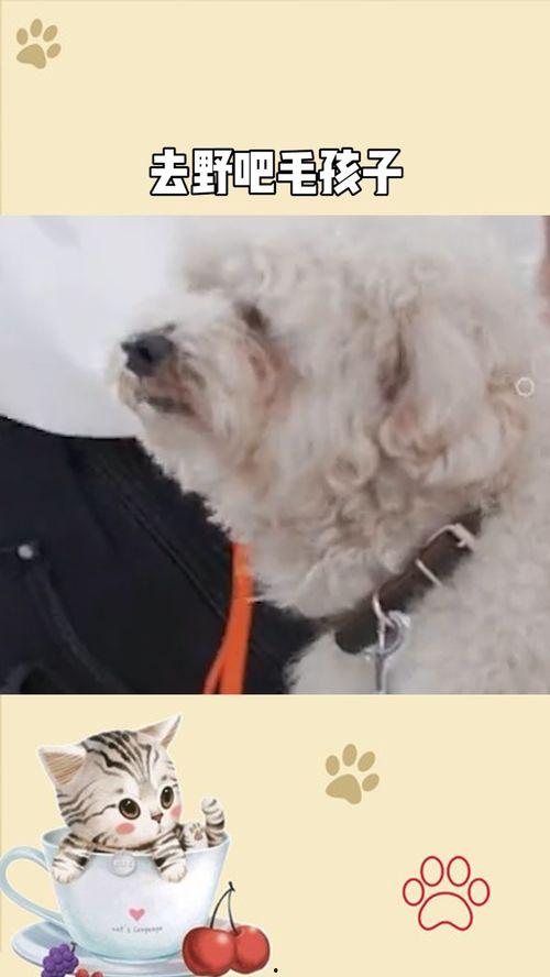 去野吧!毛孩子,陪伴毛孩子共度欢乐时光