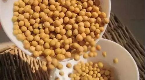 黄豆变金砖我的能力是点石成金,黄豆变金砖的神奇之旅