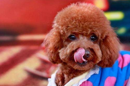 你好 我的泰迪熊哥哥,你好,我的温暖守护者