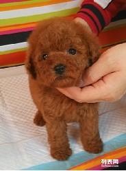 你好 我的泰迪熊哥哥,你好,我的温暖守护者